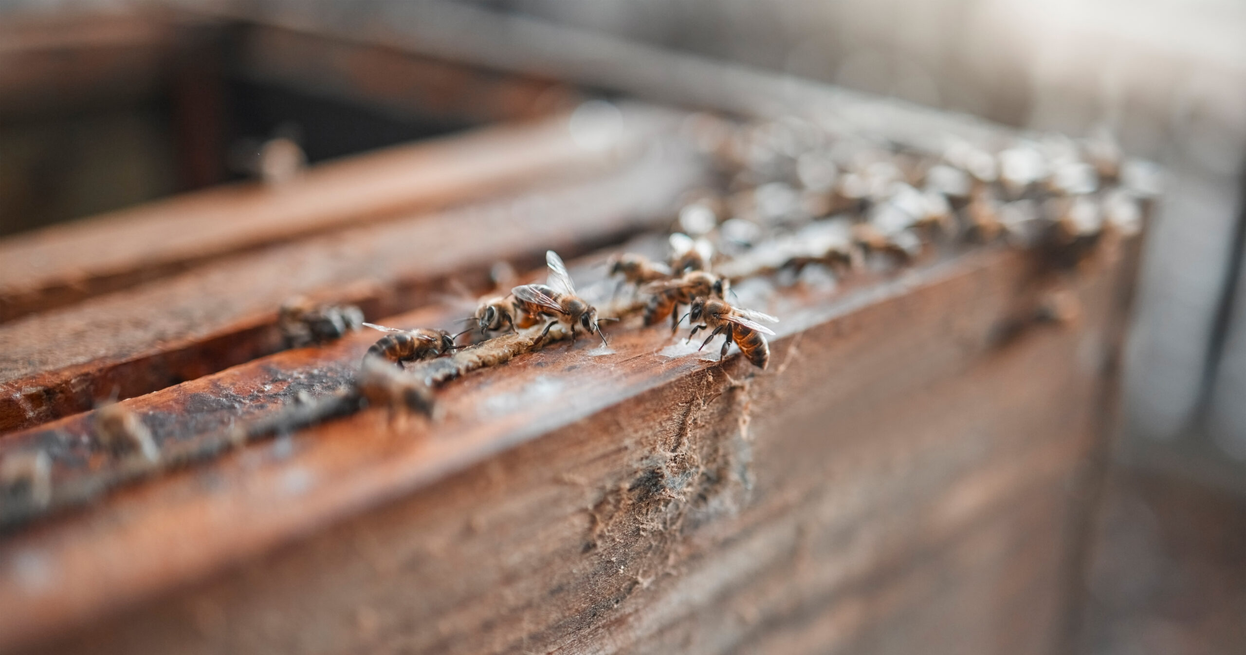 bees wood and insects for honey production on a s 2023 11 27 05 34 26 utc scaled Inicio